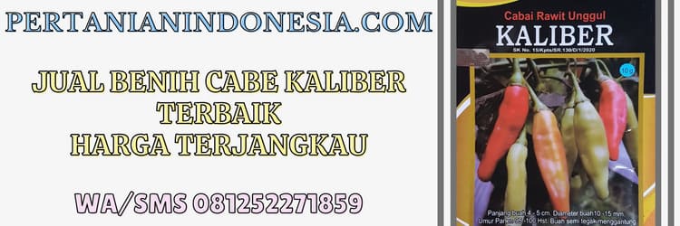 jual,benih,cabe,kaliber,pertanian indonesia